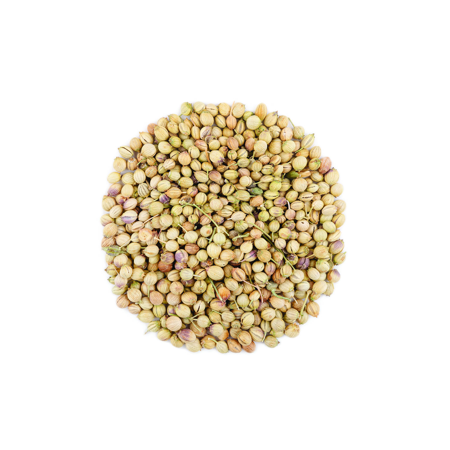 تخم گشنیز