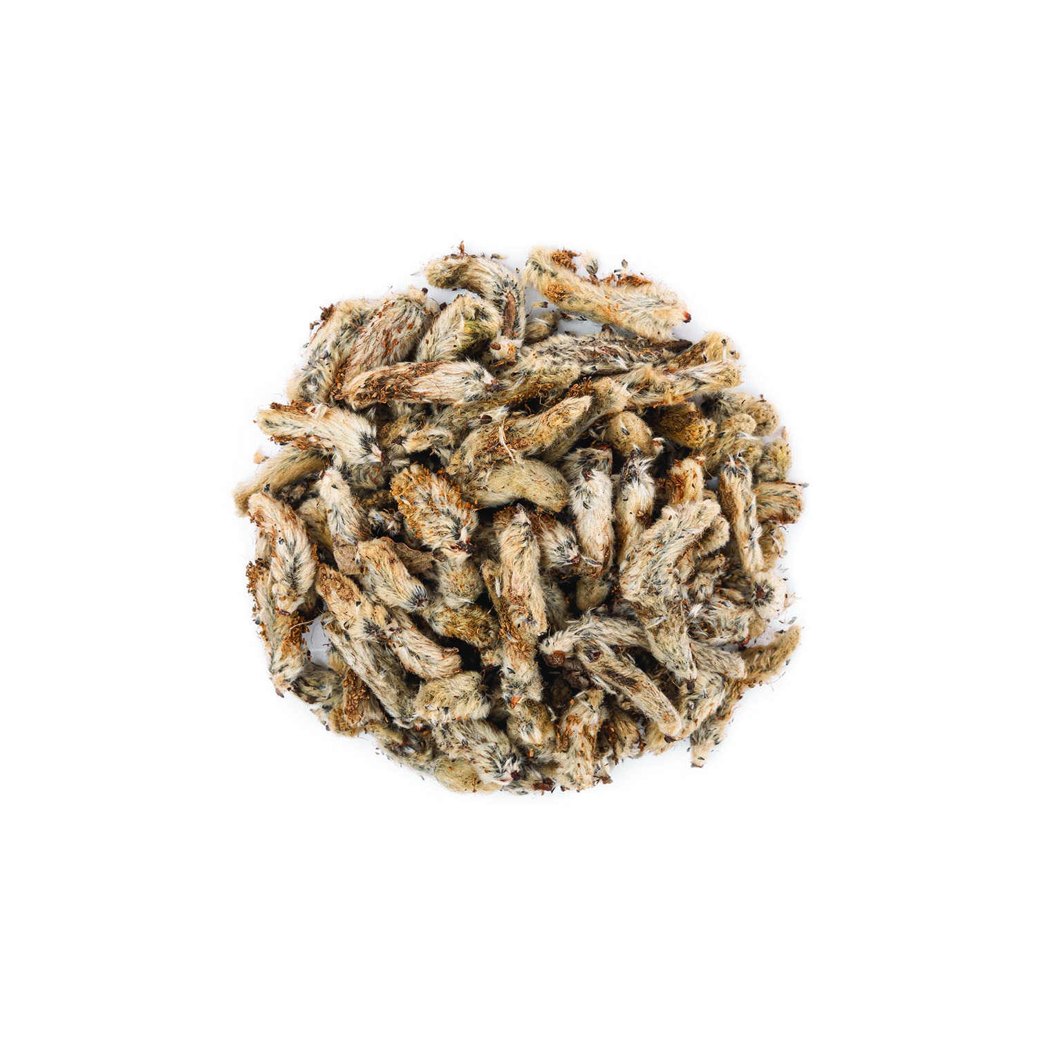 گل بیدمشک
