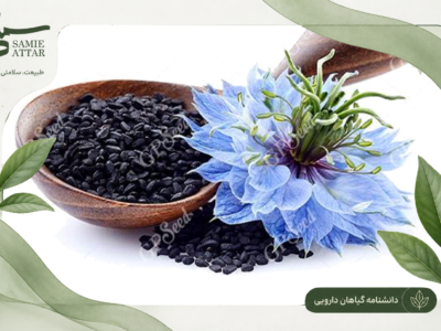 چرا شناخت معیارهای انتخاب گیاهان دارویی اهمیت دارد؟