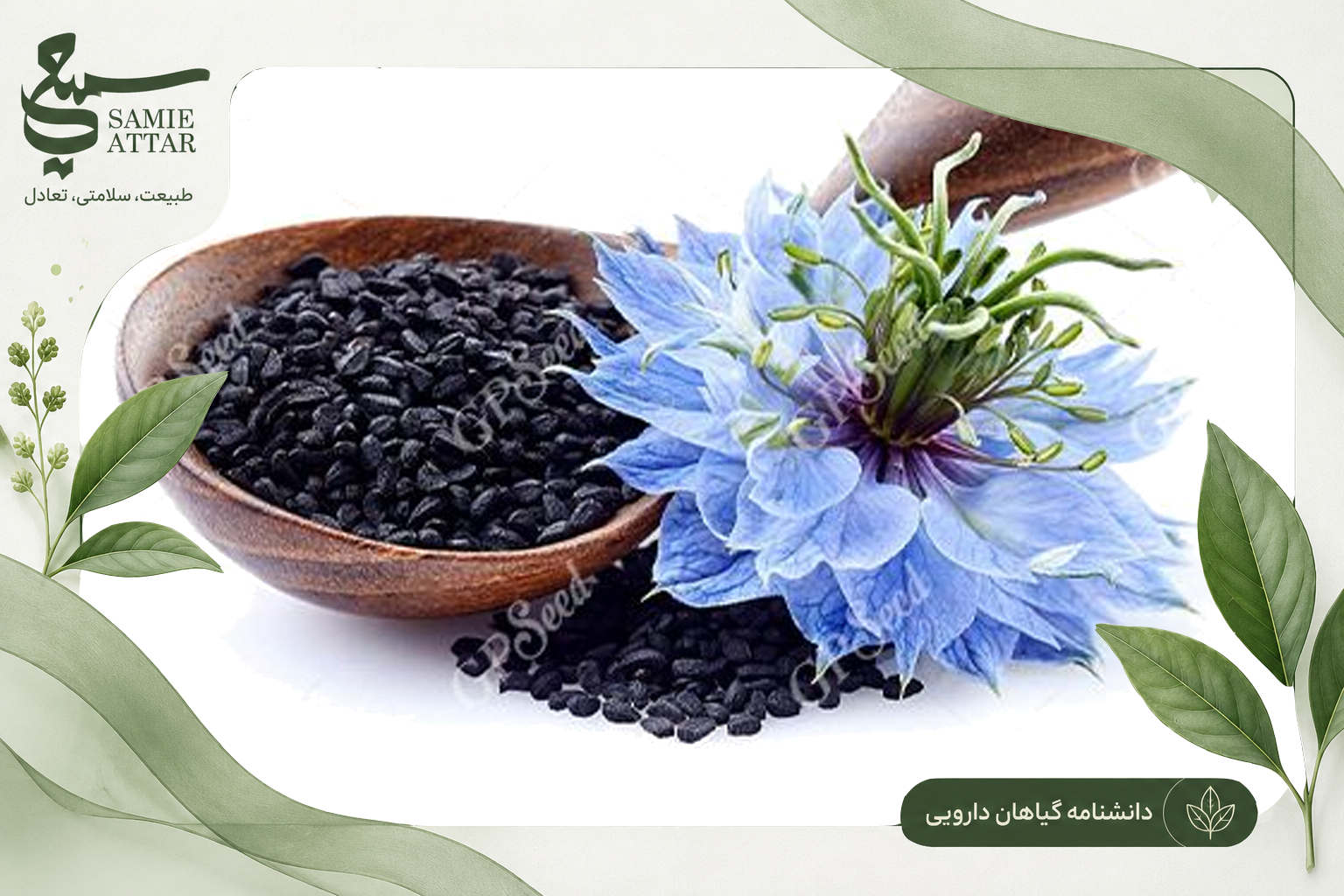 چرا شناخت معیارهای انتخاب گیاهان دارویی اهمیت دارد؟